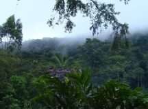 coorg