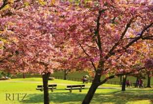 Nara park with Cherry blossom Shrinidhi Handel