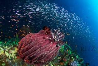 Andamans underwater life photo credit Vandit Kalia 1