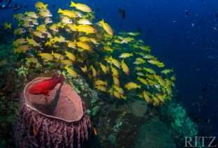 Andamans underwater life photo credit Vandit Kalia 3