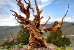 sightseeing-Ancient-Bristlecone-Pine-forest