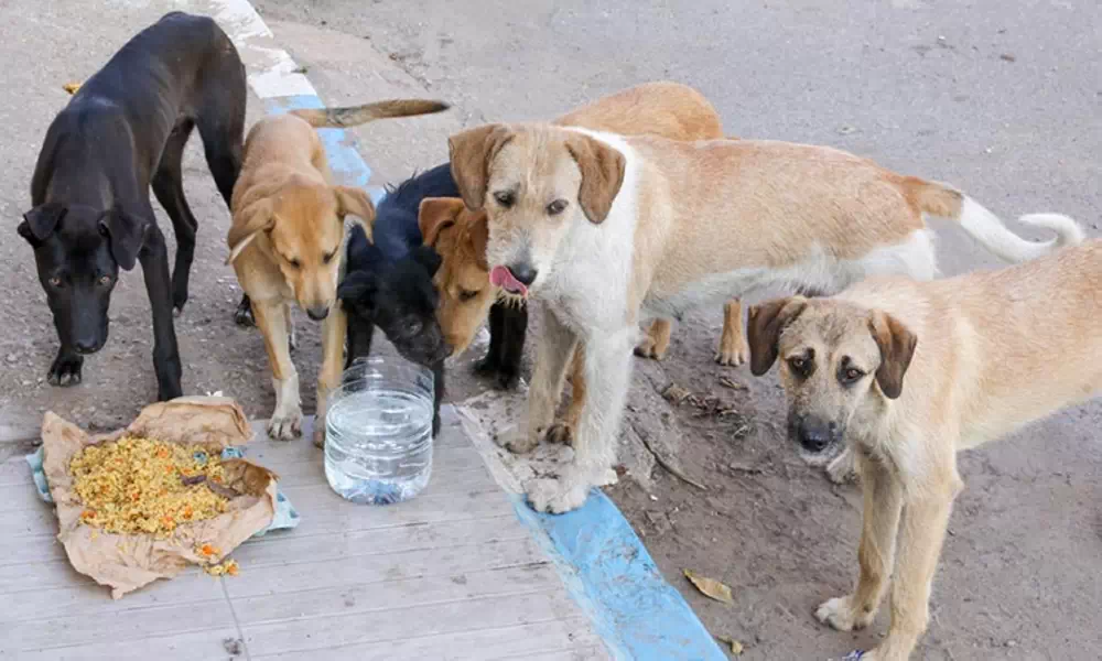 Industrialist Ratan Tata requests people to look out for stray animals ...